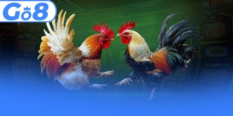 Cao thủ bật mí nhiều kinh nghiệm cá cược chọi kê hiệu quả