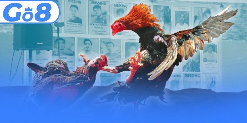 Trải nghiệm sảnh cược đá gà 98WIN chất lượng và uy tín